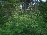 Смотреть изображение Thalictrum kemense