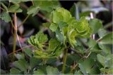 Смотреть изображение Aquilegia vulgaris