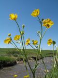 Смотреть изображение Ranunculus polyanthemos