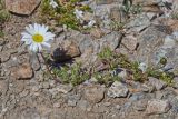 View full-size image Tripleurospermum caucasicum