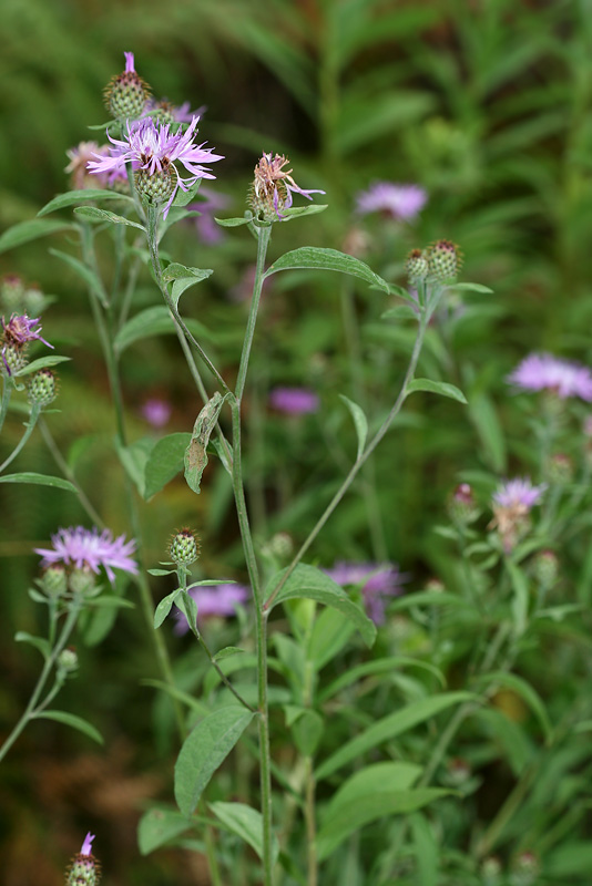 Image of Centaurea salicifolia specimen.