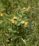 View full-size image Alkanna orientalis