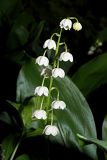 Смотреть изображение Convallaria majalis