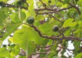 View full-size image Ficus carica