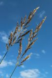 View full-size image Calamagrostis epigeios