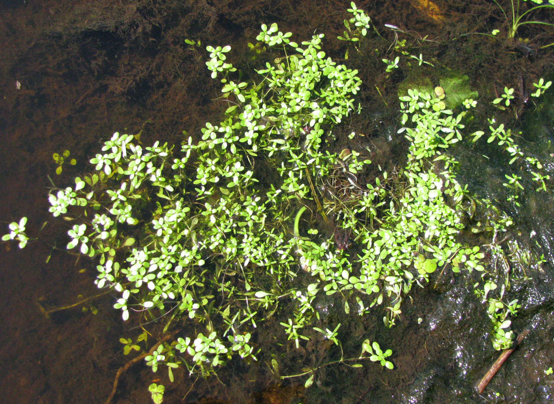 Image of Callitriche palustris specimen.