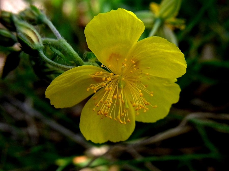 Image of Helianthemum nummularium specimen.