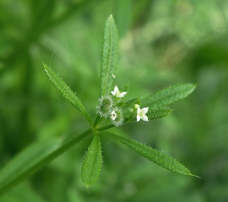 Изображение особи Galium aparine.