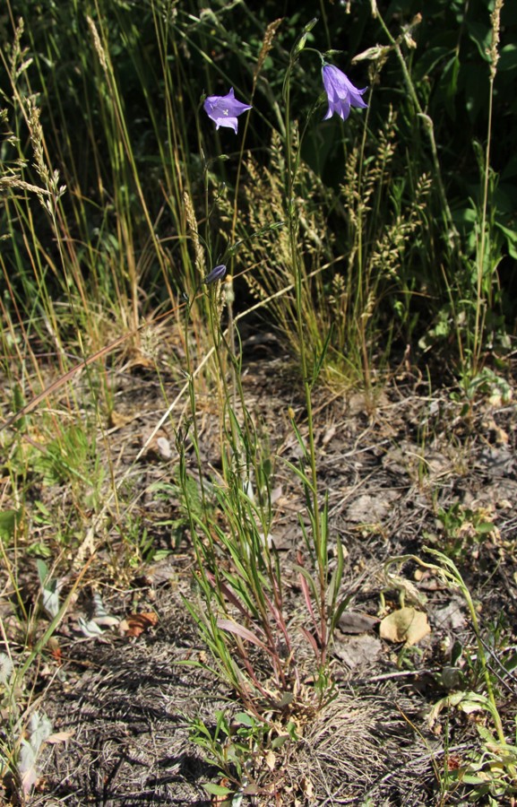 Image of Campanula rotundifolia specimen.