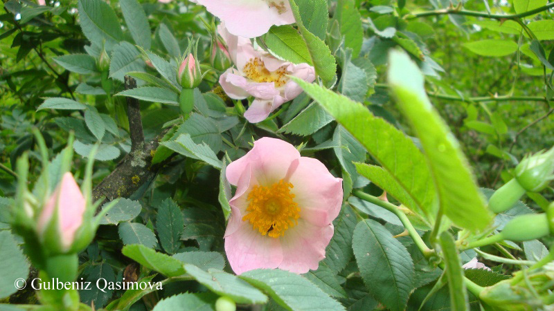 Image of genus Rosa specimen.