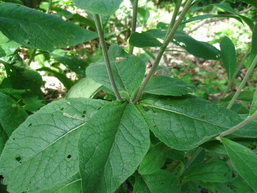 Image of Inula conyza specimen.