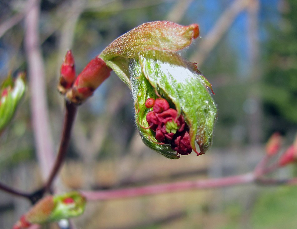 Image of Acer pseudosieboldianum specimen.