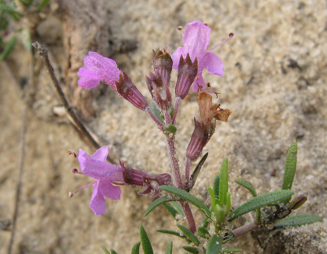 Image of Thymus pallasianus specimen.