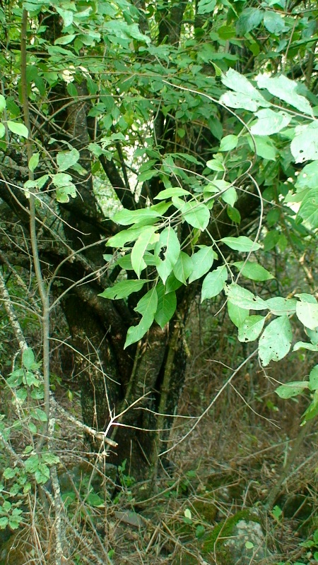 Image of Rhamnus cathartica specimen.