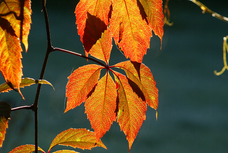 Image of Parthenocissus quinquefolia specimen.