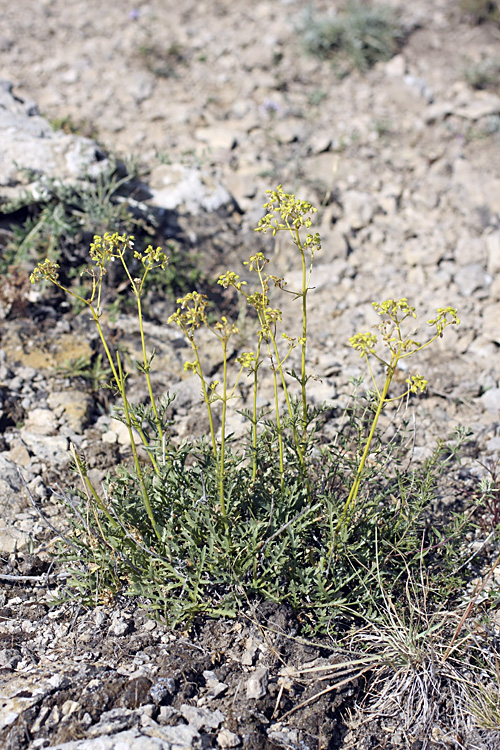 Image of Patrinia intermedia specimen.