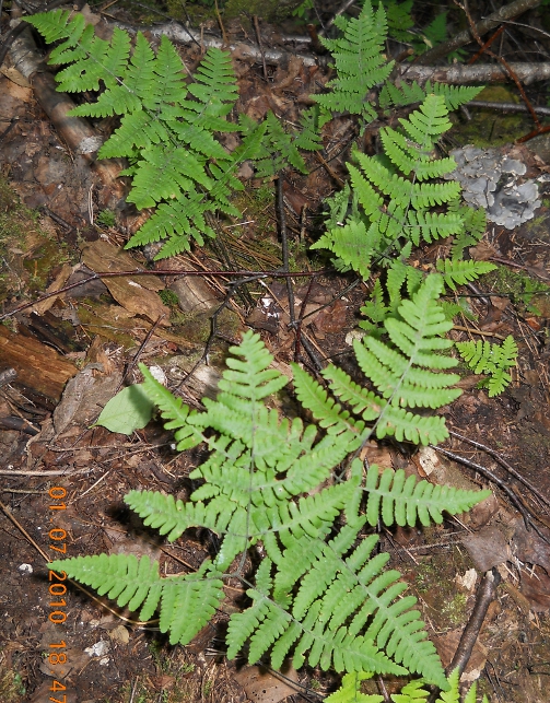 Image of Gymnocarpium robertianum specimen.