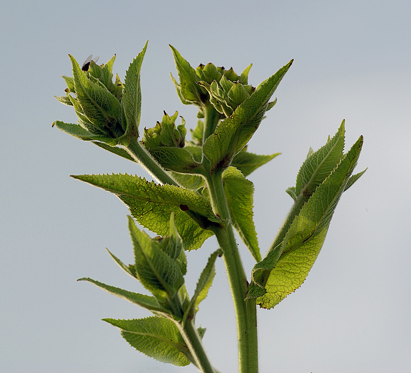 Изображение особи Inula helenium.