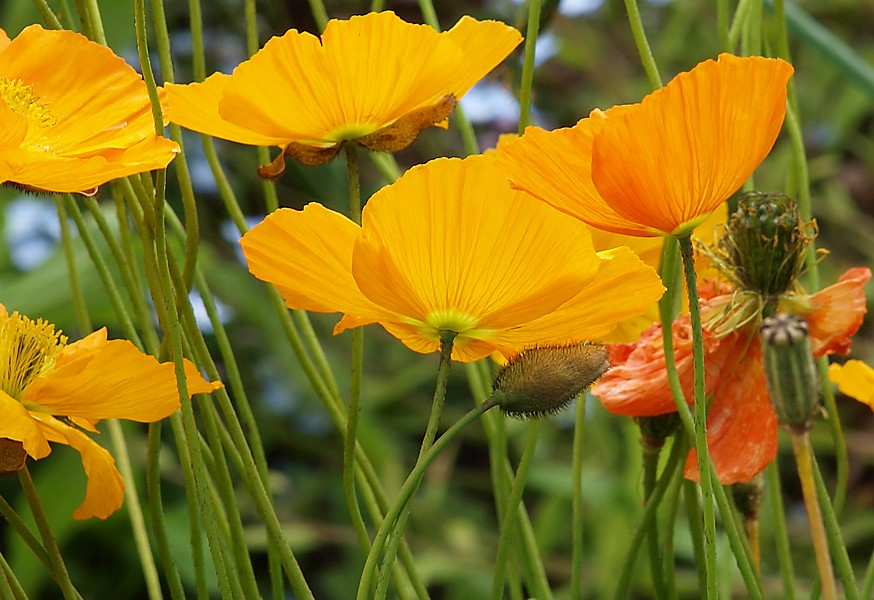 Изображение особи Papaver croceum.