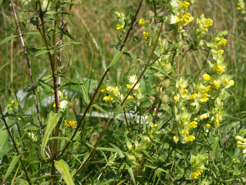 Image of genus Rhinanthus specimen.