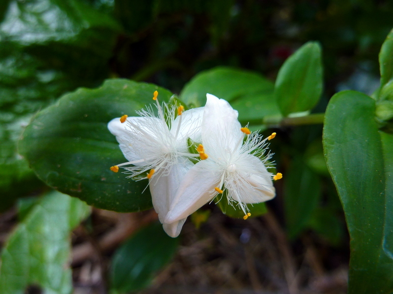 Изображение особи Tradescantia fluminensis.