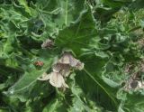 Смотреть изображение Hyoscyamus niger