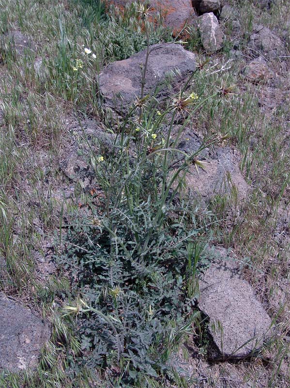 Image of Centaurea sosnovskyi specimen.