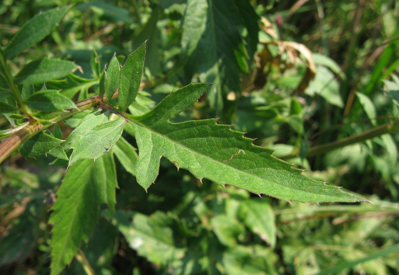 Image of Serratula coronata specimen.