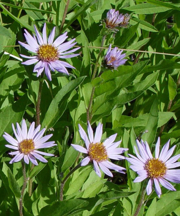 Изображение особи Aster sibiricus.