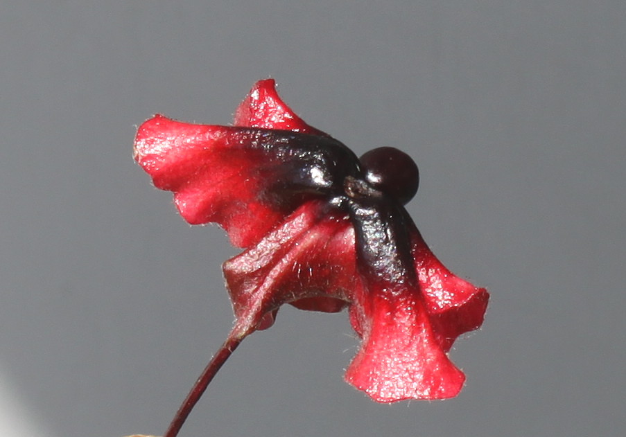 Image of Lonicera involucrata var. ledebourii specimen.