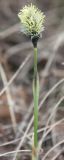 Eriophorum vaginatum. Побег с соцветием. Листья на побеге представлены только влагалищами. Окрестности Мурманска, начало июня.