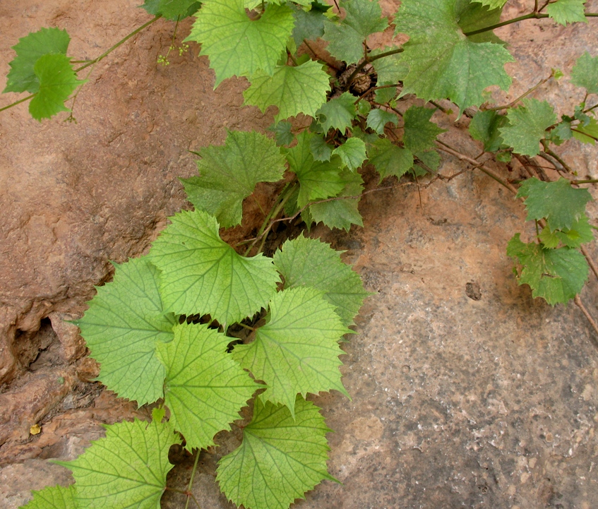 Image of Ampelopsis aegirophylla specimen.