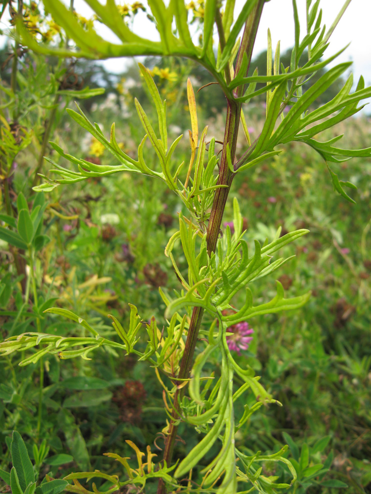 Изображение особи Senecio erucifolius.