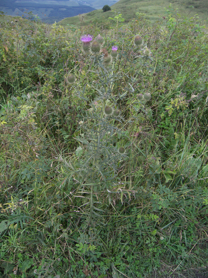 Image of Cirsium ciliatum specimen.