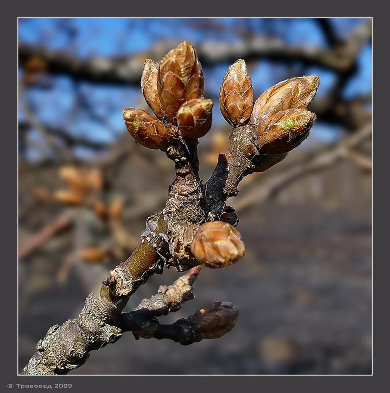 Image of Quercus robur specimen.