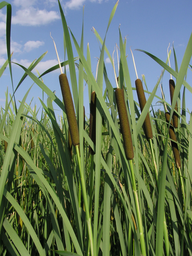 Изображение особи Typha latifolia.