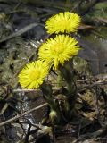 Tussilago farfara. Побеги с соцветиями. Украина, г. Запорожье, балка между Космическим мкрн. и Опытной станцией. 28.03.2009.