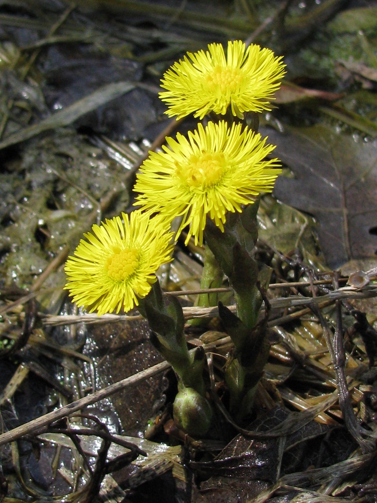 Image of Tussilago farfara specimen.