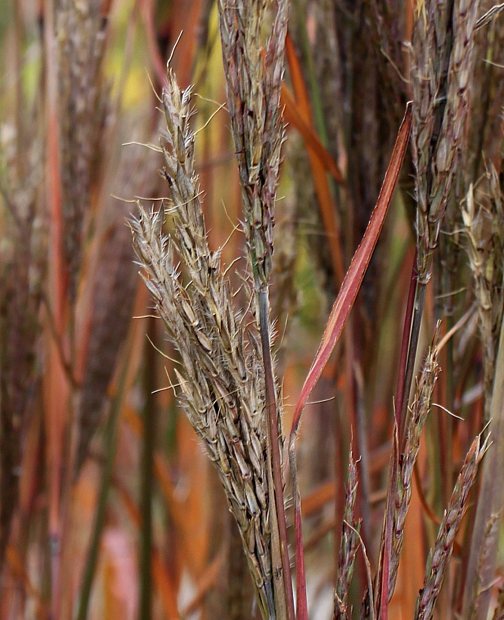 Изображение особи Andropogon gerardii.