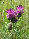 Centaurea adpressa