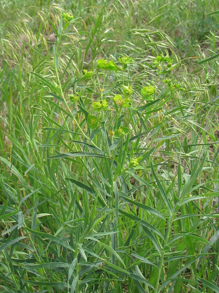 Image of Euphorbia virgata specimen.