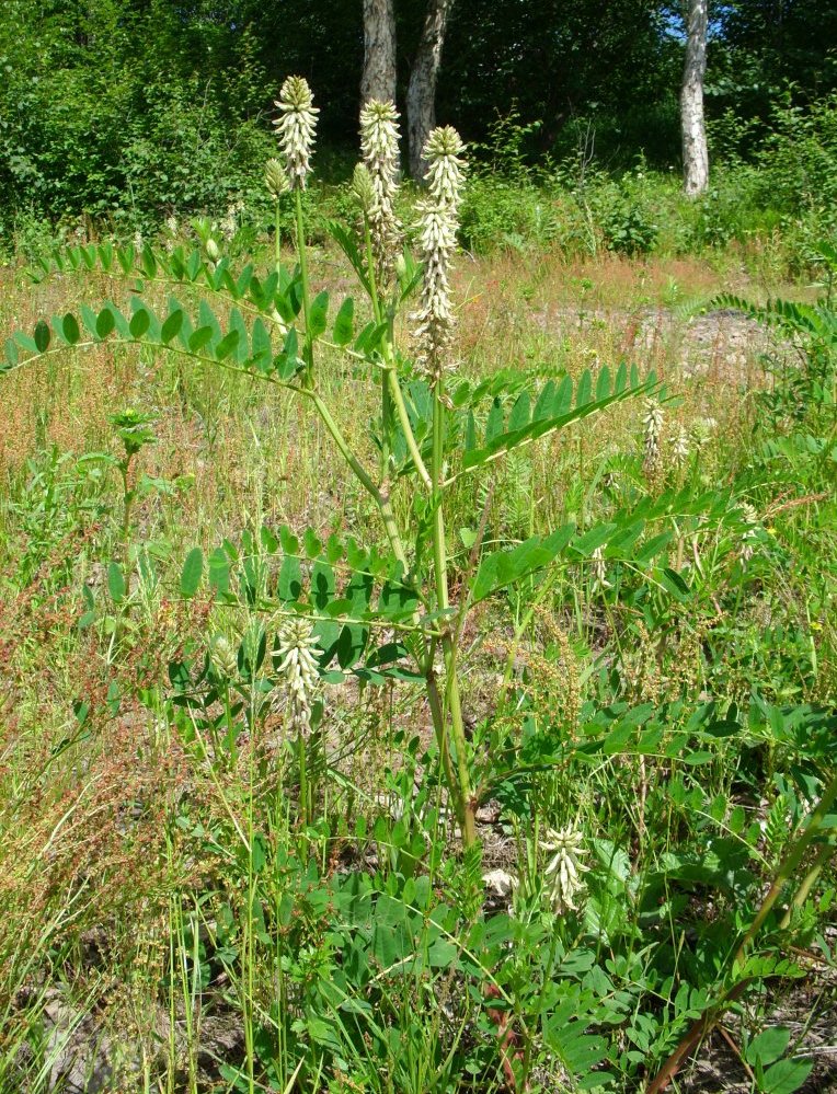 Image of Astragalus uliginosus specimen.