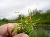 Смотреть изображение Ceratophyllum oryzetorum