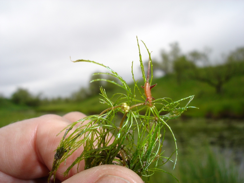 Image of Ceratophyllum oryzetorum specimen.