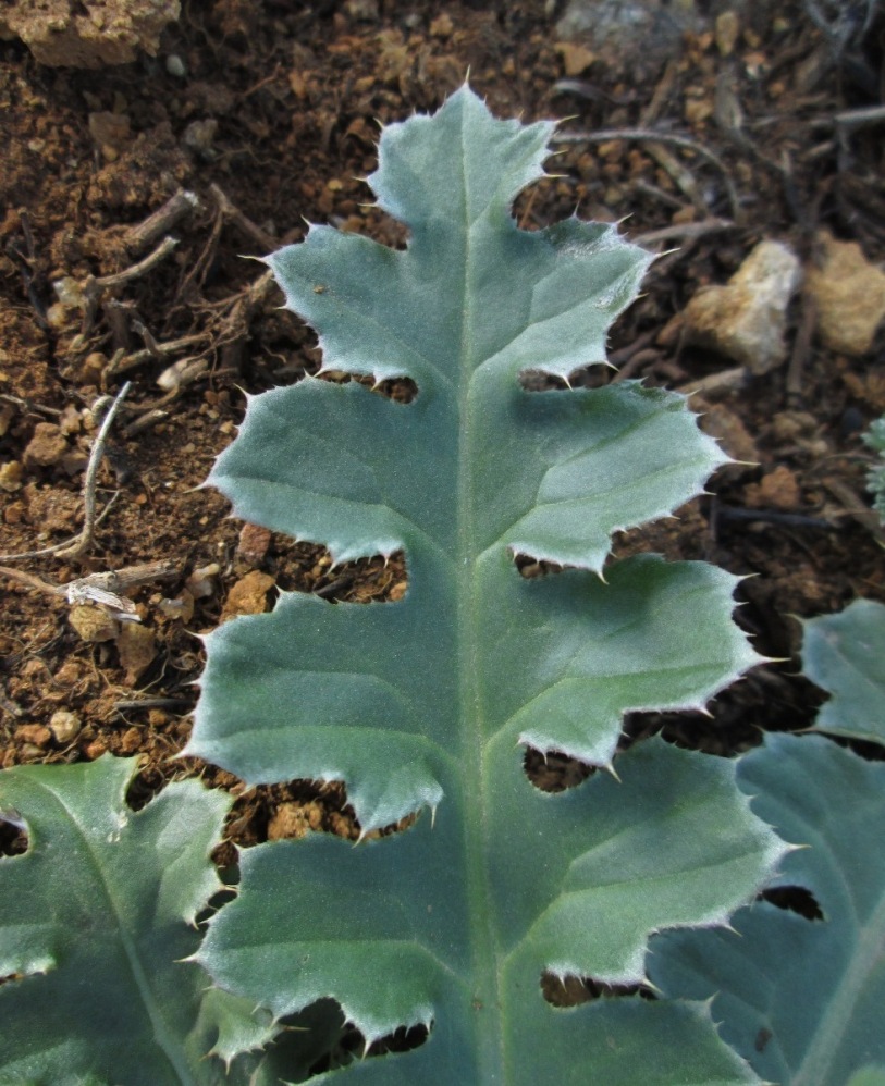 Image of Carduus thoermeri specimen.