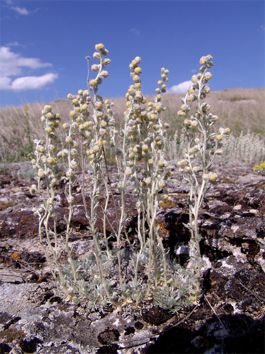 Image of Artemisia caucasica specimen.