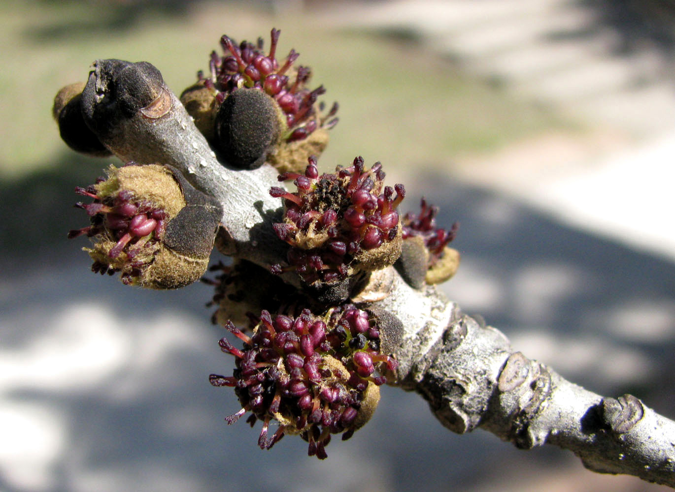 Изображение особи Fraxinus excelsior.