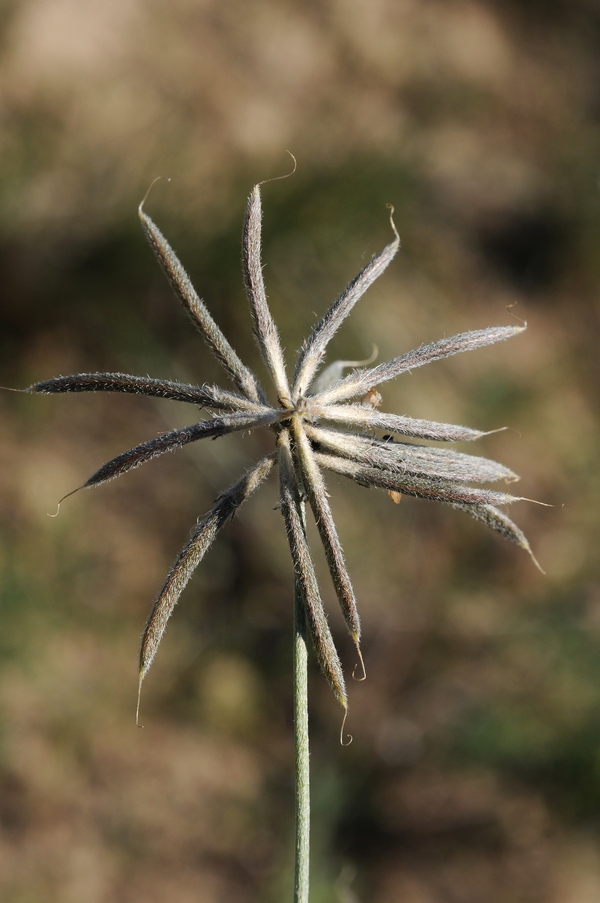 Image of Astragalus arbuscula specimen.