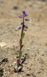 Polygala amarella