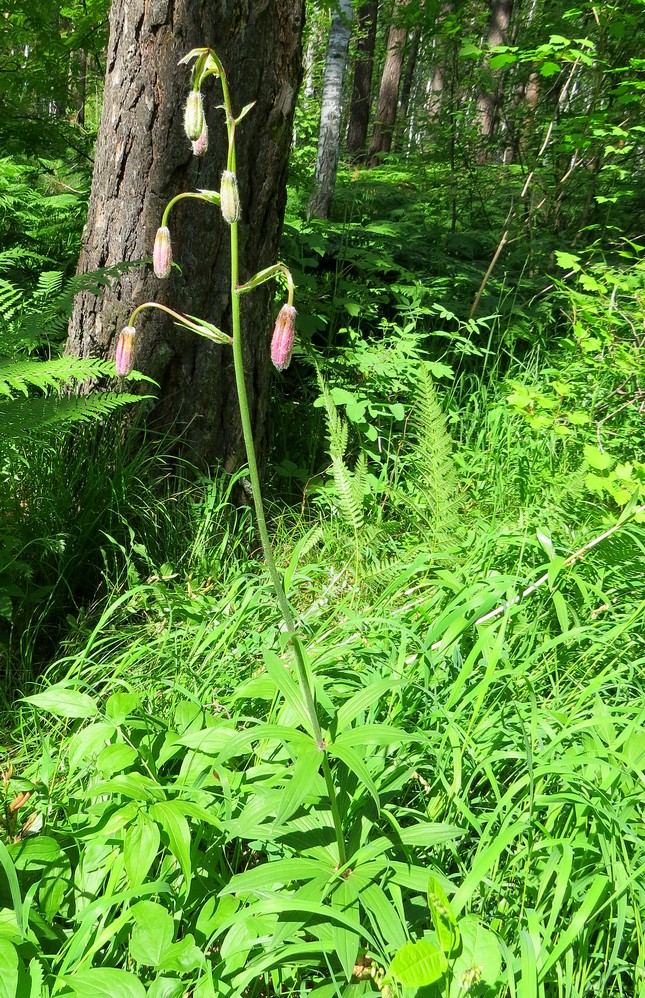 Image of Lilium pilosiusculum specimen.